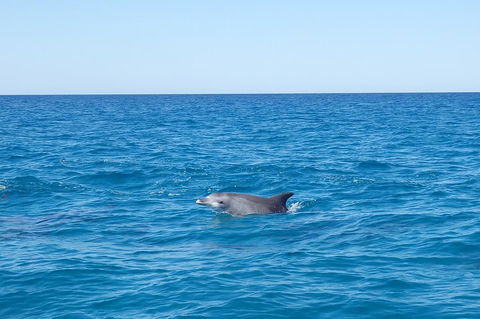Noosa Wild Dolphin Safari - Tourism Cairns 1