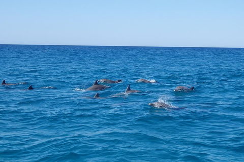 Noosa Wild Dolphin Safari - Tourism Cairns 3