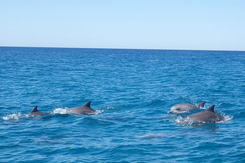 Noosa Wild Dolphin Safari - Tourism Cairns 5