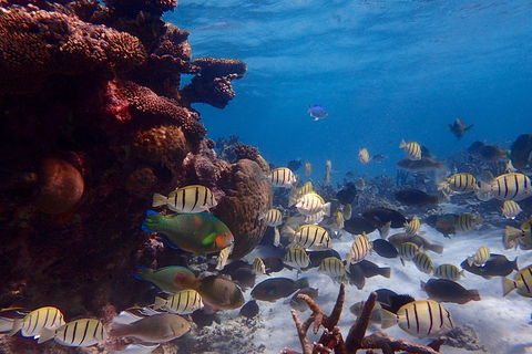 Lagoon Explorer - Ningaloo Reef Full-Day Kayaking And Snorkeling Adventure - Tourism Cairns 2
