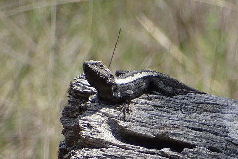 Inside The Greater Blue Mountains World Heritage - A Private Wildlife Safari Overnight - Tourism Cairns 2