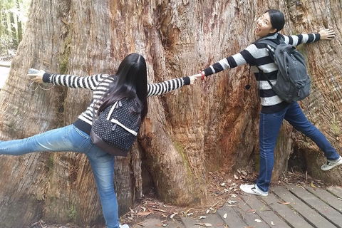 Mt Field National Park Active Day-Trip Including Bonorong And Mt Wellington - Tourism Cairns 0