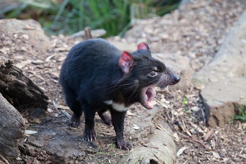 Mt Field National Park Active Day-Trip Including Bonorong And Mt Wellington - Tourism Cairns 5