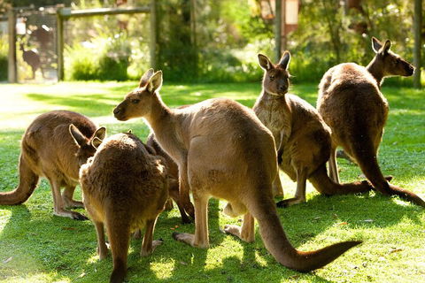 Yarra Valley Wine And Wildlife Self-Driving Tour - Tourism Cairns 4