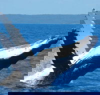 Mooloolaba Whale Watching Tour - Tourism Cairns