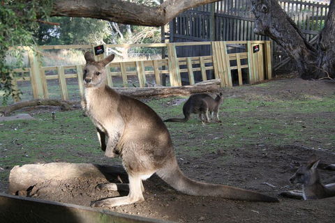 Mt. Wellington, Bonorong And Richmond Day Tour From Hobart - Tourism Cairns 2