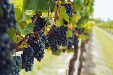 Yarra Valley 2-6 Guests With Lunch And Gin Tasting At Four Pillars - Tourism Cairns 1