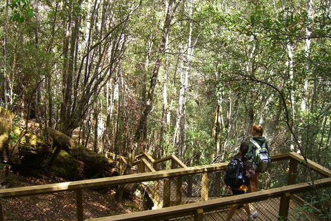 Mt Field National Park And Russell Falls From Hobart - Tourism Cairns 4