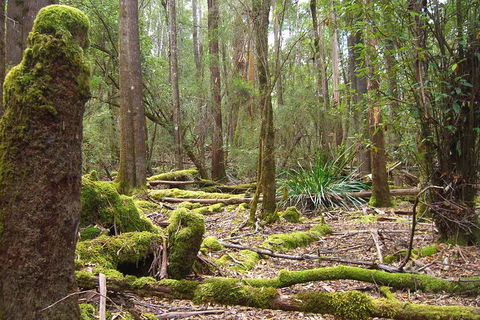 Mt Field National Park And Russell Falls From Hobart - Tourism Cairns 5