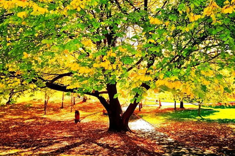 Hobart Half-Day Sightseeing Coach Tram Tour - Tourism Cairns 3