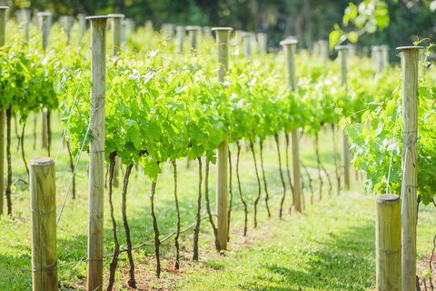 Deluxe Winery Tour To Tamborine Mountain, Includes Gourmet Two Course Lunch - Tourism Cairns 5