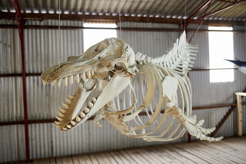 Albany's Whale Story - Tourism Cairns 3