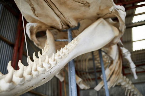 Albany's Whale Story - Tourism Cairns 5
