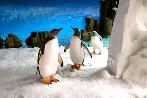Penguin Passport At SEA LIFE Melbourne Aquarium - Tourism Cairns 1