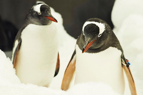 Penguin Passport At SEA LIFE Melbourne Aquarium - Tourism Cairns 2