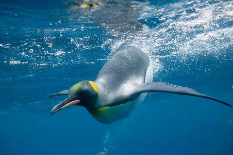 Penguin Passport At SEA LIFE Melbourne Aquarium - Tourism Cairns 3