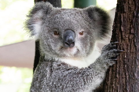 Wildlife Habitat Port Douglas - Tourism Cairns 1