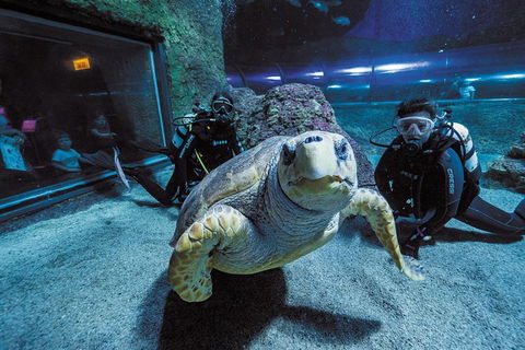 Dive With Sharks At AQWA - Tourism Cairns 2