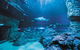 Dive With Sharks At AQWA - thumb 3