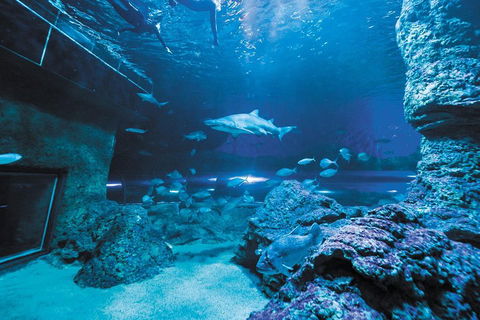 Dive With Sharks At AQWA - Tourism Cairns 3