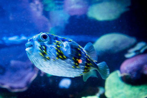Dive With Sharks At AQWA - Tourism Cairns 4