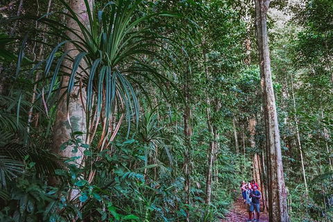 Atherton Tablelands Rain Forest By Night From Cairns - Tourism Cairns 0