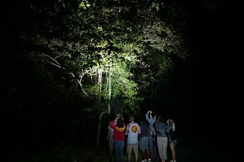 Atherton Tablelands Rain Forest By Night From Cairns - Tourism Cairns 2
