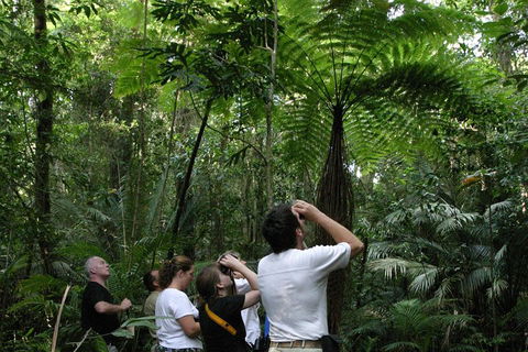 Atherton Tablelands Rain Forest By Night From Cairns - Tourism Cairns 3