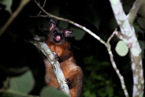 Atherton Tablelands Rain Forest By Night From Cairns - Tourism Cairns 4
