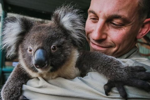 Kangaroos & Koala Encounter Experience (Half Day Private Tour) - Tourism Cairns 0