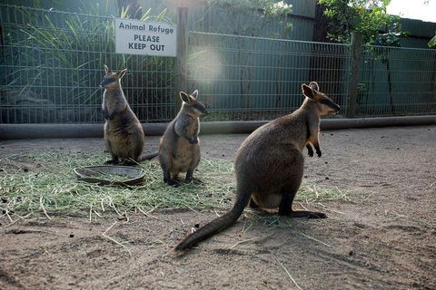Kangaroos & Koala Encounter Experience (Half Day Private Tour) - Tourism Cairns 2