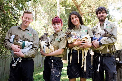 Kangaroos & Koala Encounter Experience (Half Day Private Tour) - Tourism Cairns 3