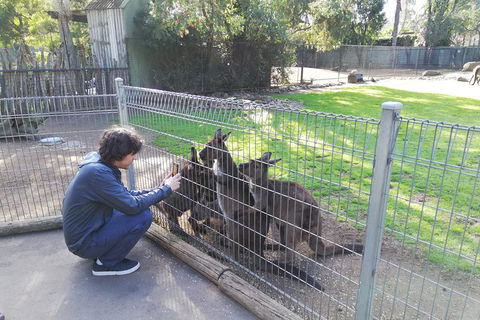 Kangaroos & Koala Encounter Experience (Half Day Private Tour) - Tourism Cairns 4
