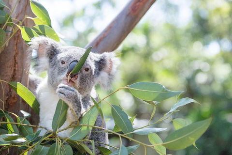 Kangaroos & Koala Encounter Experience (Half Day Private Tour) - Tourism Cairns 5