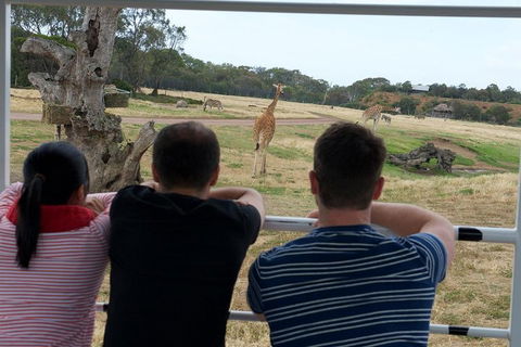 Off-Road Safari At Werribee Open Range Zoo - Tourism Cairns 4