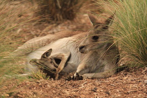 Werribee Open Range Zoo General Admission Ticket - Tourism Cairns 3