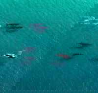 40-45 Minute Port Stephens and Stockton Beach Helicopter Flight - For 2 - Tourism Cairns