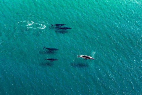 40-45 Minute Port Stephens And Stockton Beach Helicopter Flight - For 2 - Tourism Cairns 0