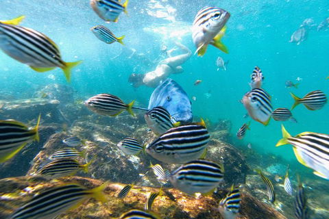 Manly Snorkel Trip And Nature Walk With Local Guide - Tourism Cairns 2