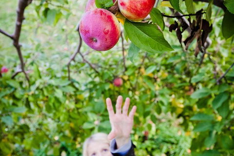 Perth Hills - Wildlife, Art & Gastronomy - Tourism Cairns 1