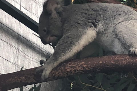 Perth Hills - Wildlife, Art & Gastronomy - Tourism Cairns 3