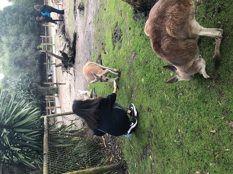 Perth Hills - Wildlife, Art & Gastronomy - Tourism Cairns 4