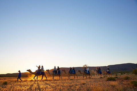 Alice Springs Camel Tour - Tourism Cairns 1