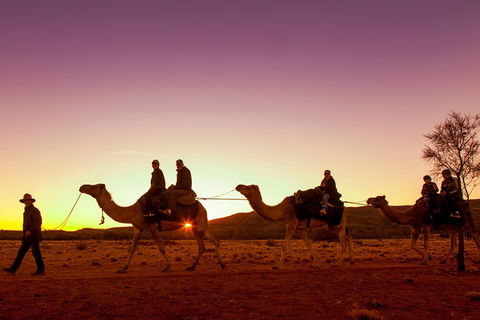 Alice Springs Camel Tour - Tourism Cairns 4