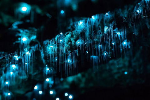 Hinterland Magic & Glow-worm Experience - Tourism Cairns 1