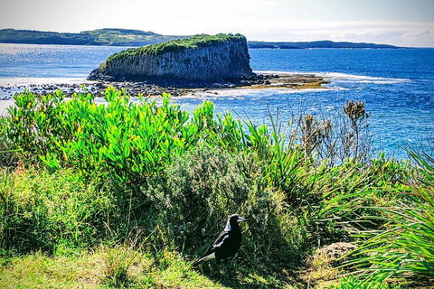 Erupting Blowholes And Ancient Rainforests With 'Personalised Sydney Tours' - Tourism Cairns 3