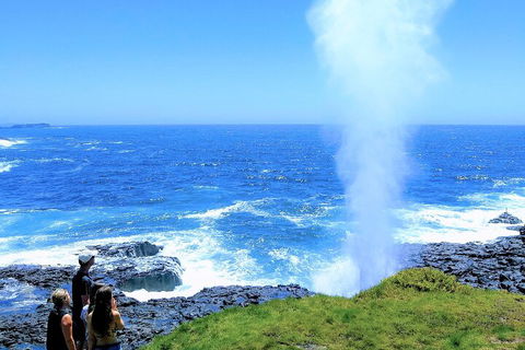 Erupting Blowholes And Ancient Rainforests With 'Personalised Sydney Tours' - Tourism Cairns 5