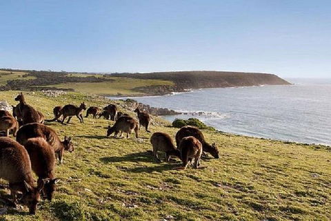 Kangaroo Island Personal Group Tours - Tourism Cairns 0