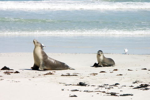 Kangaroo Island Personal Group Tours - Tourism Cairns 3