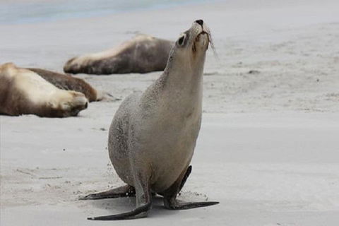 Kangaroo Island Personal Group Tours - Tourism Cairns 4